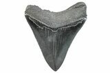 Serrated, Fossil Megalodon Tooth - South Carolina #288186-1